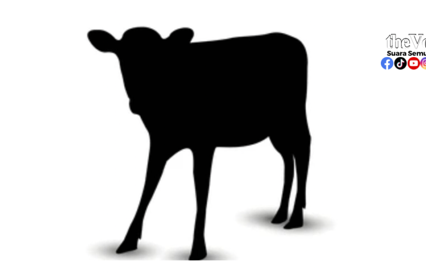  Anak Lembu Jadi Punca – Empat Beranak Nyaris Maut