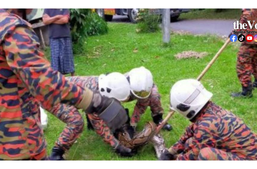  Terima Lebih 5,000 Panggilan – Bomba Tangkap Ular Tedung, Senduk & Sawa