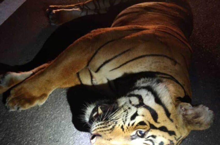  Harimau Belang Mati – Dirempuh Kenderaan