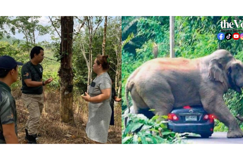  Amukan Gajah Liar – Wanita Patah Tulang Rusuk